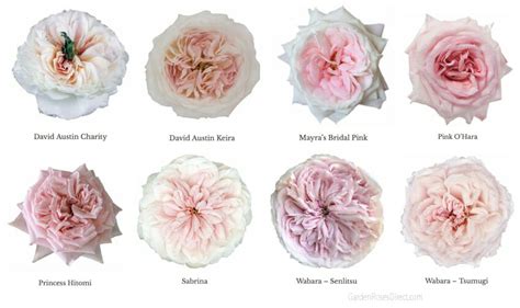 Varieties of Pink Garden Roses - Garden Roses Direct