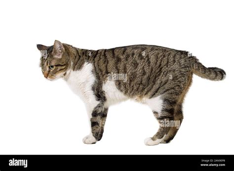 Domestic kitten side view head profile hi-res stock photography and images - Alamy