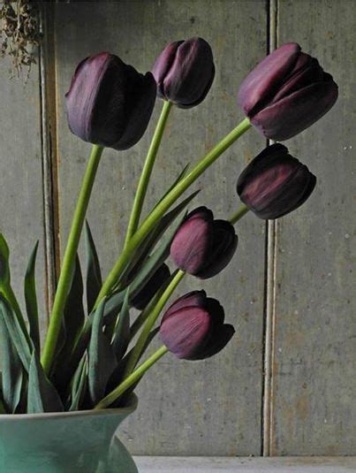 ^♥^ 'Queen of the Night' and more Black Tulips - http://amzn.to/1gi8xnx 'Black Plants: 75 ...