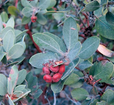 Manzanita - Trees Foundation