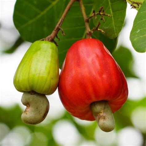 What are cashew apples? How do you use a cashew apple?