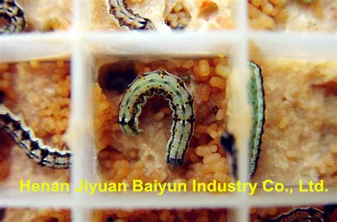 Live Insects Helicoverpa Armigera Larvae For Sale - Henan Jiyuan Baiyun Industry Co., Ltd ...