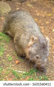 185 Wombat habitat Images, Stock Photos & Vectors | Shutterstock