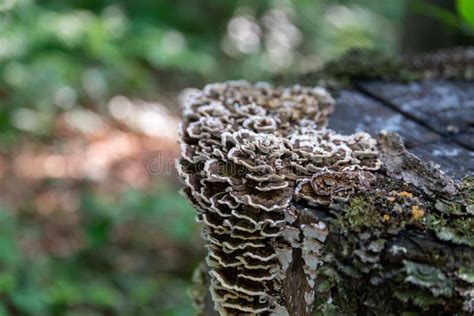 Saprophytic Fungi, Coriolus Versicolor, on Dead Tree Trunk Stock Photo ...