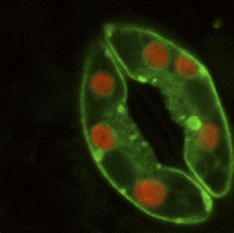 File:Plant stoma guard cells.png - Wikimedia Commons