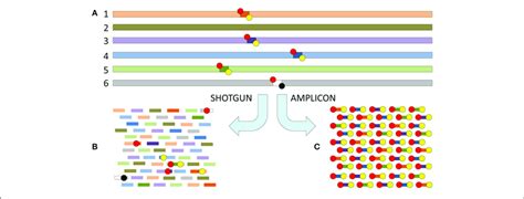 | The difference between shotgun metagenomics and amplicon based... | Download Scientific Diagram