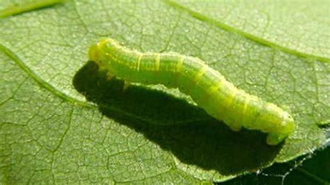 52 Types Of Green Caterpillars, How To Identify Them & Pictures - AMERICAN GARDENER