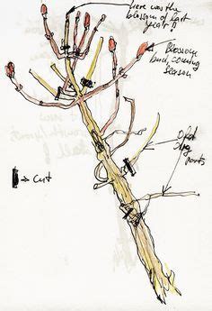 Illustrated diagram showing how to prune hydrangeas #garden #gardening #hydrangea | Pruning ...