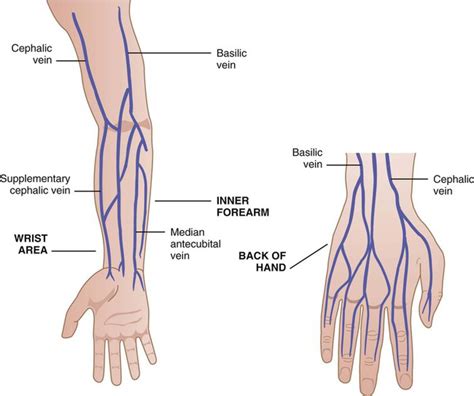 Diagram Of Veins In Arm For Phlebotomy - Hanenhuusholli