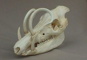 Babirusa Skull Replica - SkeletonsAndSkullsSuperstore