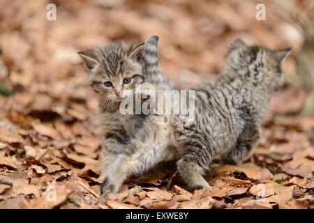 Two European wildcat kittens in Bavarian Forest National Park, Germany Stock Photo - Alamy