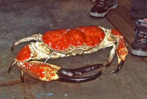 Photos of stone crabs - Family Menippidae