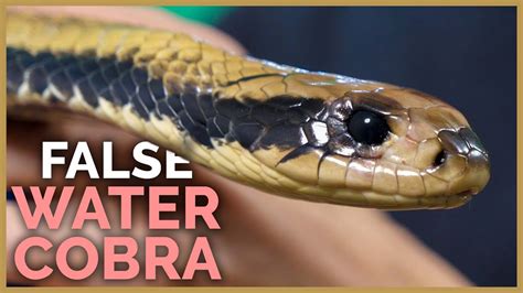 The Most Intimidating Snake I've Kept - Venomous False Water Cobra ...