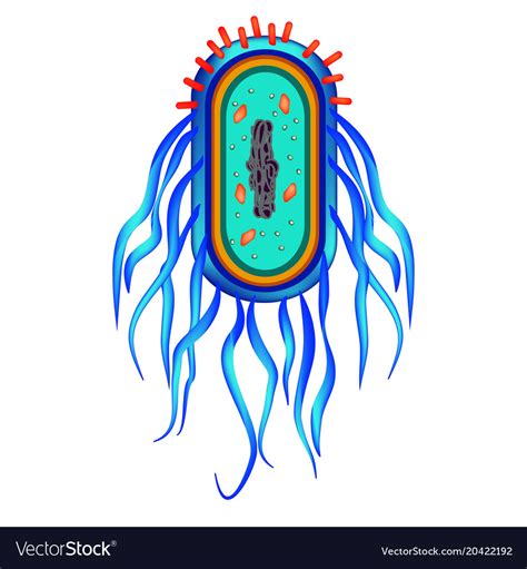 Structure of the bacteria salmonella Royalty Free Vector