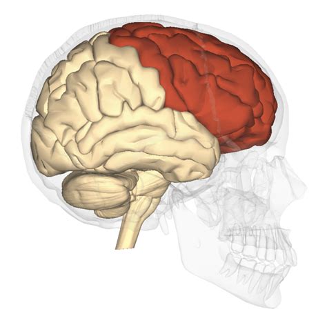 Frontal Lobe Damage | Brain Injury Institute