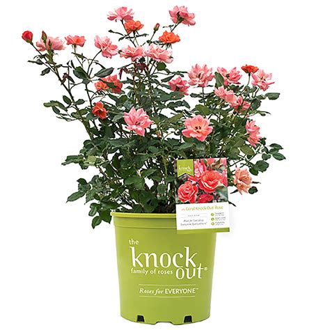 Knock Out Coral Rose Live Shrubs with Coral Blooms and Rich Green Foliage - Walmart.com ...