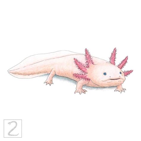 Axolotl Drawing in Colored Pencil | Axolotl, Animal drawings, Draw