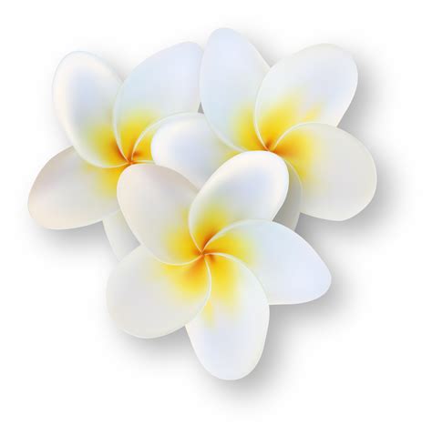 fleur de frangipanier tropical blanc 14499312 PNG