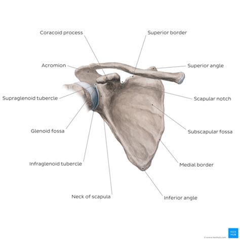 Scapula - Physiopedia