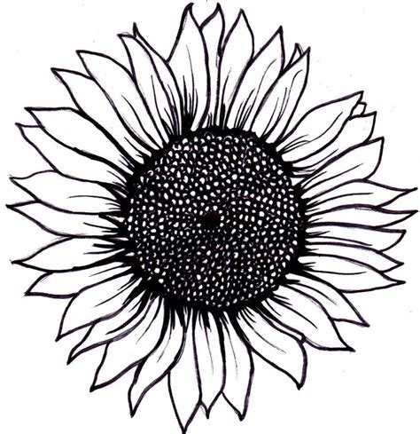 sunflower clip art black and white 10 free Cliparts | Download images on Clipground 2024