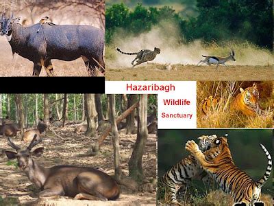 INDIA ON WHEELS - A trip for pleasure!: Wildlife in Jharkhand : Hazaribagh Wildlife Sanctuary - 14