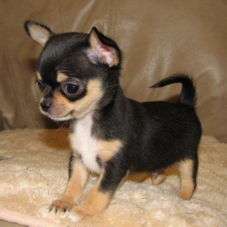 Pin on Lineals Chihuahuas