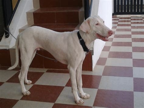 Rajapalayam Dog - Rare Aristocratic Dog of India (BREED GUIDE)