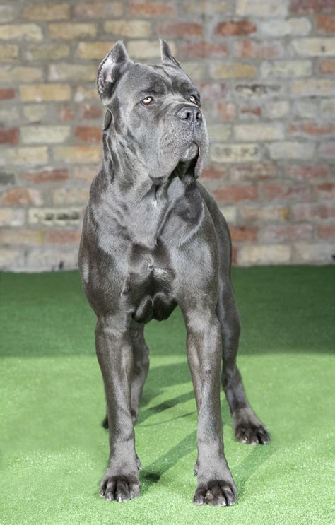 Bronson (Reserved) | Cane corso dog, Corso dog, Blue cane corso puppies