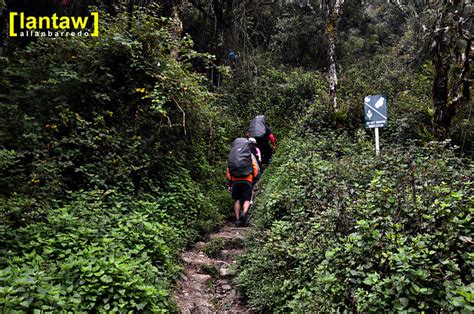 Lantaw - Philippines Outdoor and Travel Photos: mt pulag ambangeg trail ...