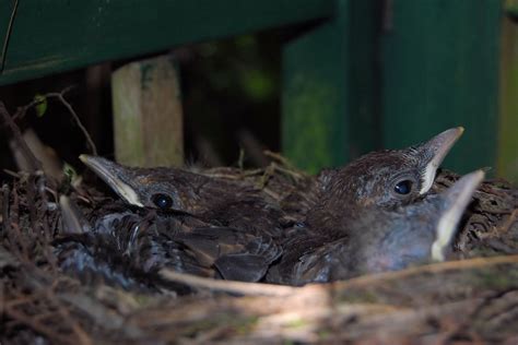 Blackbirdest Blackbirds Nest - Free photo on Pixabay