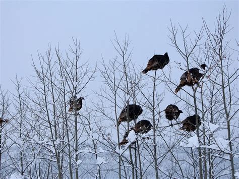 Can Wild Turkeys Fly? (Height, Speed, Distance + FAQs) | Birdfact