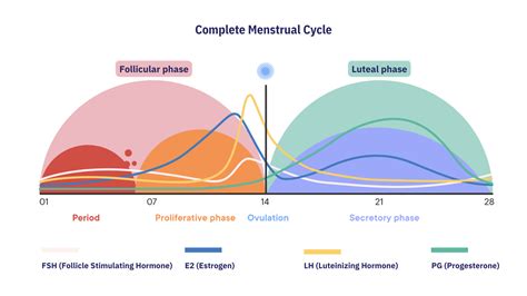 Menstrual Cycle Menstruation Luteal Phase Uterus Mens - vrogue.co