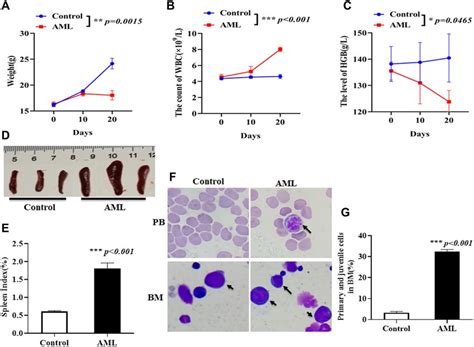 Assessment of AML xenograft model in NOD/SCID mice. (A) Weight of mouse ...