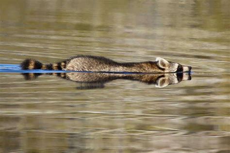 PHOTO: Raccoon takes a dip at the Pocosin Lakes National Wildlife ...