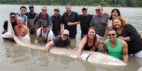 Largest Live Fraser River Sturgeon Tagged on Record!