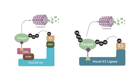 Novel E3 Ligases for PROTAC ® - LifeSensors