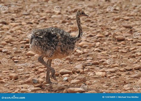 Ostrich chick stock image. Image of feathers, travel - 12476809