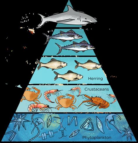 Ocean Food Chain Pyramid