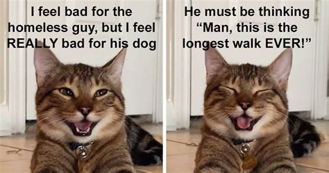 Owner Uploads Photos Of Their Laughing Cat, And It Becomes The New ‘Dad Joke’ Meme (21 Pics ...