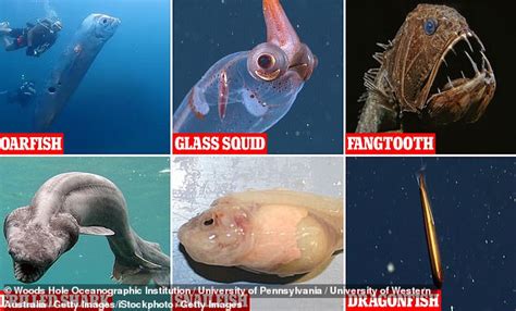 The eerie deep sea creatures that are hardly EVER seen by humans: Glass squid, fangtooth fish ...