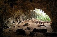 Homo floresiensis - Wikipedia