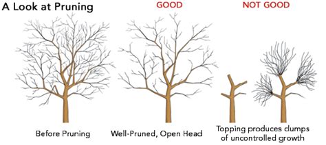 When and why to prune - From the ground up garden