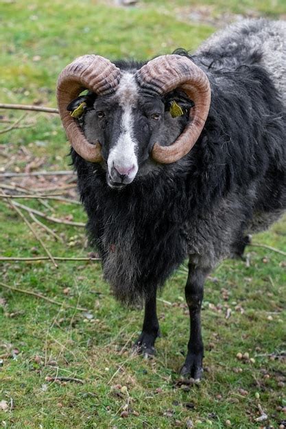 Premium Photo | Photo of a black sheep with horns