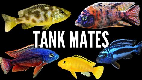 Top 5 Tank Mates for African Cichlids - YouTube