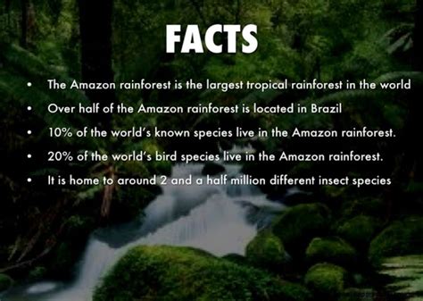 Amazon Rainforest Butterfly Facts