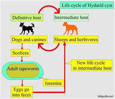 Echinococcus Granulosus Life Cycle