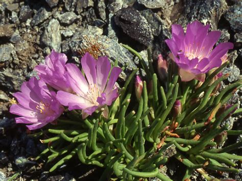 Lewisia rediviva (Bitter Root) - World of Flowering Plants