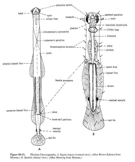 ArrowWorm.htm in 2020 | Worms, Creatures