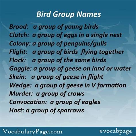 Bird group names | English phrases, English vocabulary, Learn english