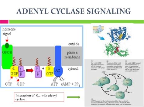 Adenyl cyclase signaling slideshare